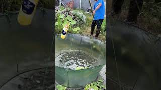 非常特别的升降抬网捕泥鳅方法A very special method of catching loach with elevated lift nets fishing fish 户外捕鱼 [upl. by Auqinaj]