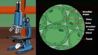 Plant and Animal Tissues  MeitY OLabs [upl. by Jonie]