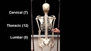 Anatomy of the Axial Skeleton [upl. by Shulamith489]