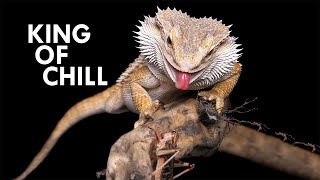 Bearded Dragon The King of Chill [upl. by Dduj]