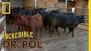 Bloated Bovine Emergency  The Incredible Dr Pol [upl. by Kerman]