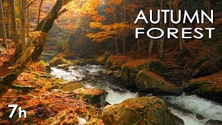 Autumn Forest  River Sounds  Relaxing Nature Video  White Water  HD  1080p [upl. by Greyson]