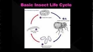 Estimating Post Mortem Interval part 5  Forensic Entomology [upl. by Saltzman]