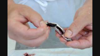 Sardellen ausnehmen und filetieren  How to clean anchovies [upl. by Elmer622]