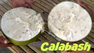 Calabash Fruit Review  Weird Fruit Explorer in the Philippines  Ep 90 [upl. by Duff]