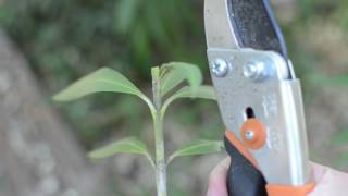 How to Root Oleander from Cuttings [upl. by Doralynne]