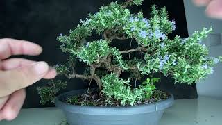 Fantastic Blooming Rosemary Bonsai Cheap Herb Bonsaitree for beginners [upl. by Yrevi]