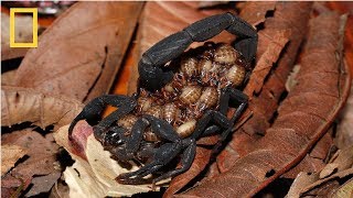 National Geographic Wild  Deadly Scorpions  Documentary HD 2017 [upl. by Glenn]