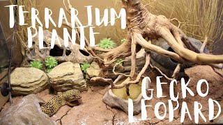 TERRARIUM PLANTÉ POUR GECKO LEOPARD [upl. by Darcie]