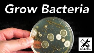 How to Grow Bacteria [upl. by Giliana]