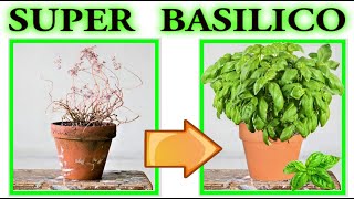 LE 7 REGOLE DORO BASILICO PERFETTO IN CASA  BASIL seedling plantulas de albahaca basilic [upl. by Enier]