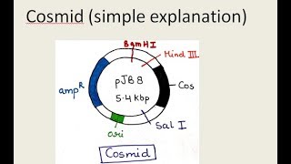 Cosmid vector  in hindi and english   For BSc and MSc  By Jyoti Verma [upl. by Shea]