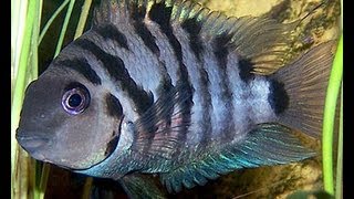 iNdEPTH Black Convict Cichlid Archocentrus Nigrofasciatus [upl. by Weinman]