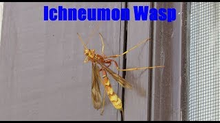 Ichneumon Wasp Facts and Footage  Ichneumonidae [upl. by Akcirred]