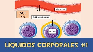 Líquidos corporales 1 💧  Agua Corporal Total [upl. by Naitsirhk]