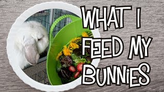 What I Feed My Rabbits [upl. by Halette460]