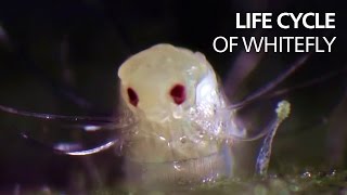 Life cycle of whitefly [upl. by Gilberte383]