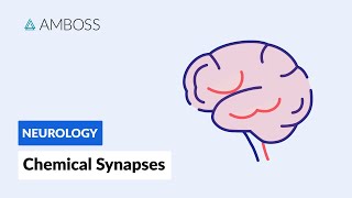 Chemical Synapses Neuronal Signal Transmission [upl. by Htiekal505]