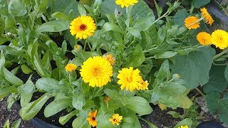 How to Get More Flowers from Calendula Plants [upl. by Kirsti]