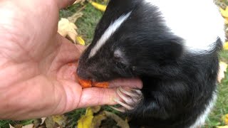 Top 5 Tips for Pet Skunk Owners [upl. by Ferretti]