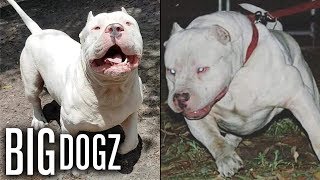 Meet ‘Frozen’ the 130lbs ‘Polar Bear’ Pitbull  BIG DOGZ [upl. by Secnarf]