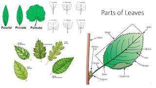 Plant Anatomy and Morphology [upl. by Nahtnahoj104]