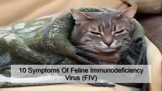 10 Symptoms Of Feline Immunodeficiency Virus FIV [upl. by Heather]