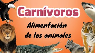 Animales carnívoros [upl. by Anrym]