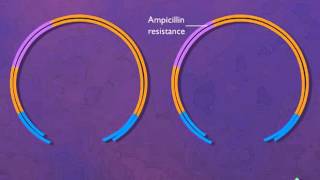 Construction of a Plasmid Vector HD Animation [upl. by Mayne749]