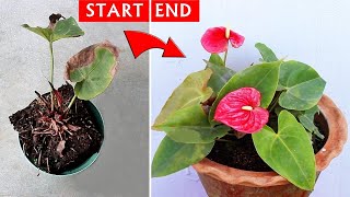 SEE How I SAVED a DYING Anthurium Plant [upl. by Zelle850]