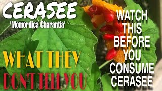 WATCH THIS VIDEO BEFORE CONSUMING CERASEE  COUNTLESS HEALTH BENEFITS OF USING CERASEE  BUSH TEA [upl. by Anelrahs146]