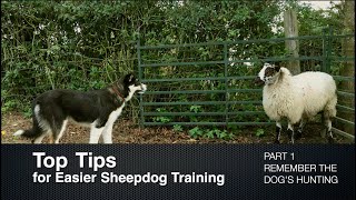 Top Tips for Sheepdog Training Part 1 Remember the Dogs Hunting [upl. by Peatroy]