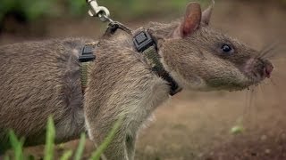 Rats Save Humans From Landmines  Extraordinary Animals  Series 2  Earth [upl. by Siaht]