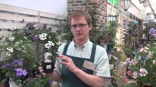 How to Grow and Care for Heliotrope [upl. by Nickie]