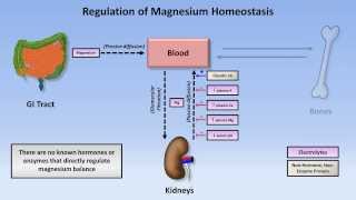 Magnesium Disorders [upl. by Woll]