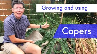 Growing preserving and cooking with capers and caperberries [upl. by Hardden837]