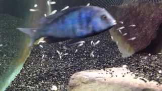 African cichlid fish releasing fry from mouth [upl. by Fredric650]