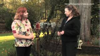 Heliotrope Growing Tips and Winter Care [upl. by Dardani]