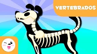 Animales vertebrados para niños  Introducción [upl. by Bruning]