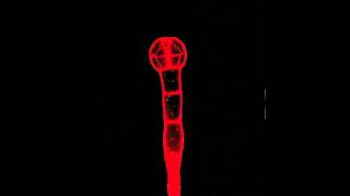 Morph of Plant Embryo Development [upl. by Akoek774]