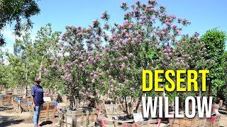 Burgundy Desert Willow Trees [upl. by Adnylem]