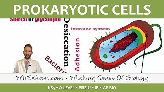 Prokaryotic Cells  Introduction and Structure  Post 16 Biology A Level PreU IB AP Bio [upl. by Ditzel]