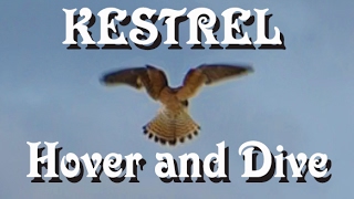 Kestrel  Bird of Prey  hover and dive [upl. by Quartet]