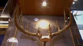 Record Antlers Unveiled [upl. by Mcleroy]