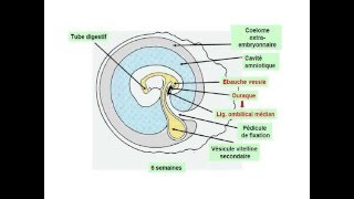 EMBRYOLOGIE Les annexes embryonnaires [upl. by Megen739]