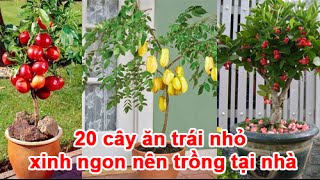 20 cây ăn trái nhỏ xinh ngon nên trồng tại nhà [upl. by Nnagem]