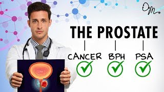 WHAT IS THE PROSTATE  BPH  Cancer  PSA  More  Doctor Mike [upl. by Zora]