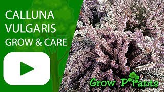 Calluna vulgaris  grow amp care [upl. by Theodosia]