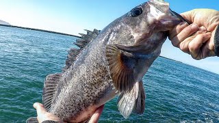 My GOTO Rock Fishing Rig BIG RockFish Jetty Fishing  Oregon Coast Fishing [upl. by Weisbart]