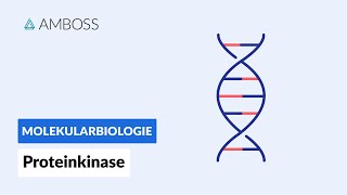 Proteinkinasen  Biochemie  AMBOSS Video [upl. by Phene]